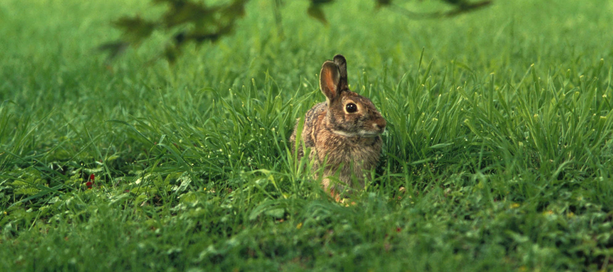 Biology and Management of the Cottontail Rabbit | Outdoor Alabama